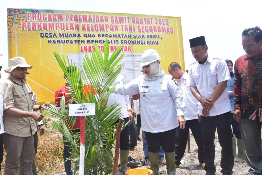 Tanam Perdana Kelapa Sawit Program PSR, Bupati Kasmarni Berharap Bisa jadi Contoh