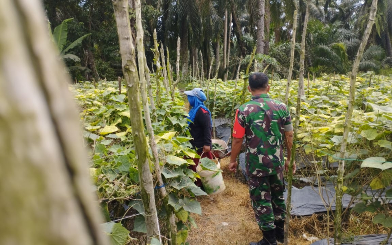 Serma Tarmin Bantu Petani Timun Lubuk Gaung Tingkatkan Produktivitas Pertanian