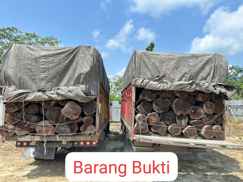 Polres Pelalawan Bongkar Praktik Illegal Logging, Dua Truk Bermuatan 260 Batang Kayu Mahang Diamankan