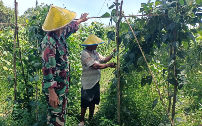 Serda Bambang Irwanto Bantu Petani Kedelai Tingkatkan Produktivitas di Sungai Sembilan