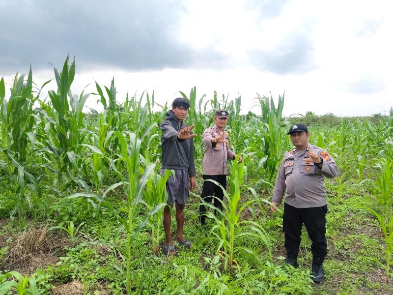 Polsek Kuala Kampar Kawal 15 Ha Lahan jagung Ketahanan Pangan