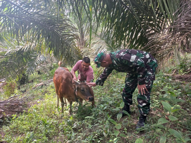 Babinsa Koramil 04/Perawang Lakukan Surveilans PMK di Tualang, Sapi Warga Negatif Terpapar