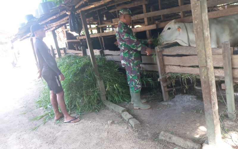 Babinsa Koramil 02 Sambangi Peternakan, ini Pesannya