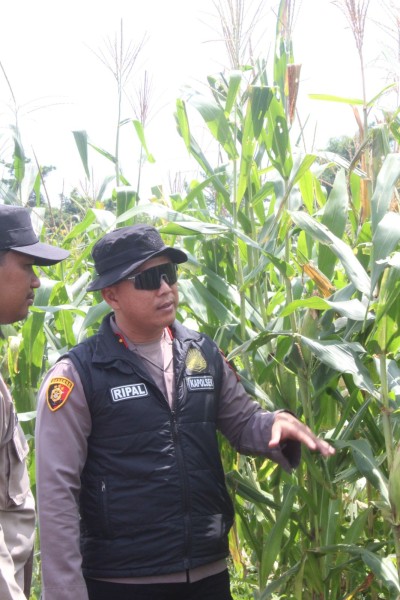 Kapolsek Tembilahan Rutin Cek Lahan Jagung Dukung Ketahanan Pangan