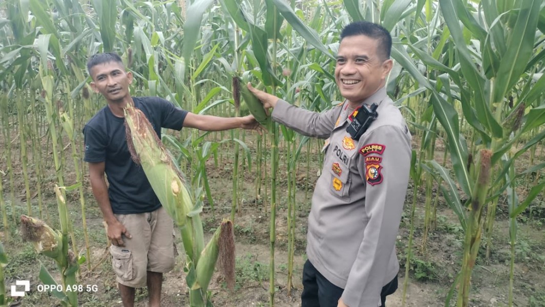 Kapolsek Minas Tinjau Perkembangan Jagung Pipil Usia 80 Hari di Lahan Tumpang Sari Kampung Mandiangin