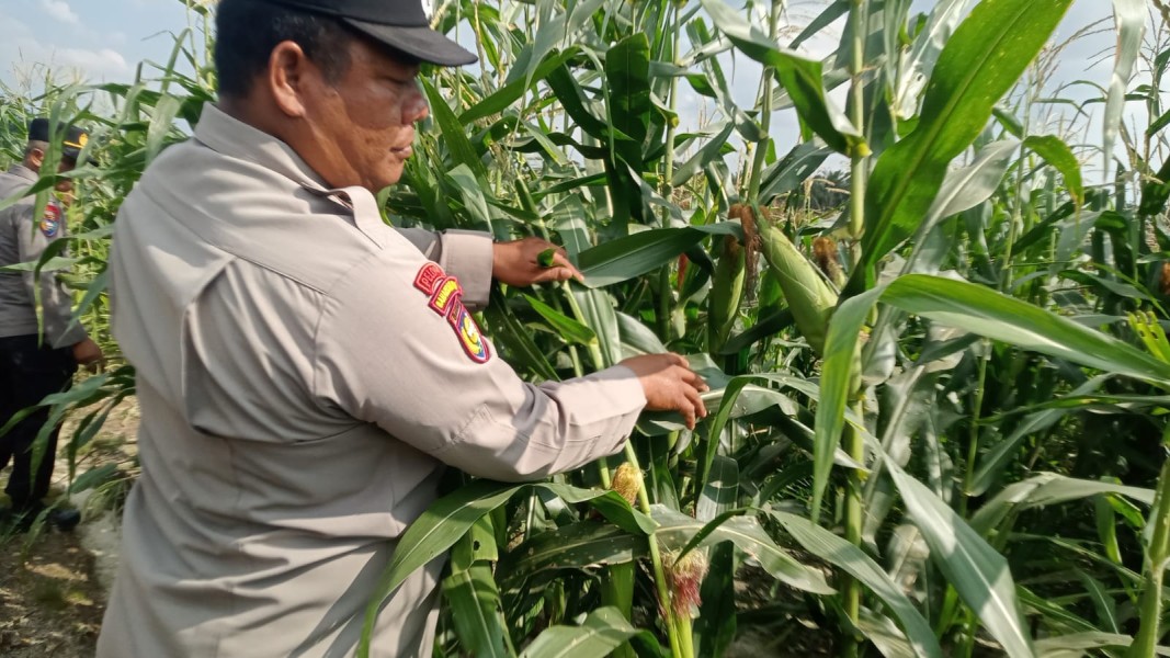 Polsek Minas Pantau Jagung Pipil Usia 101 Hari, Dukung Ketahanan Pangan di Kampung Mandiangin