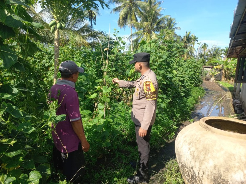 MELAKUKAN PEMBINAAN TANAMAN TIMUN, POLSEK TEBING TINGGI BARAT WUJUDKAN KETAHANAN PANGAN