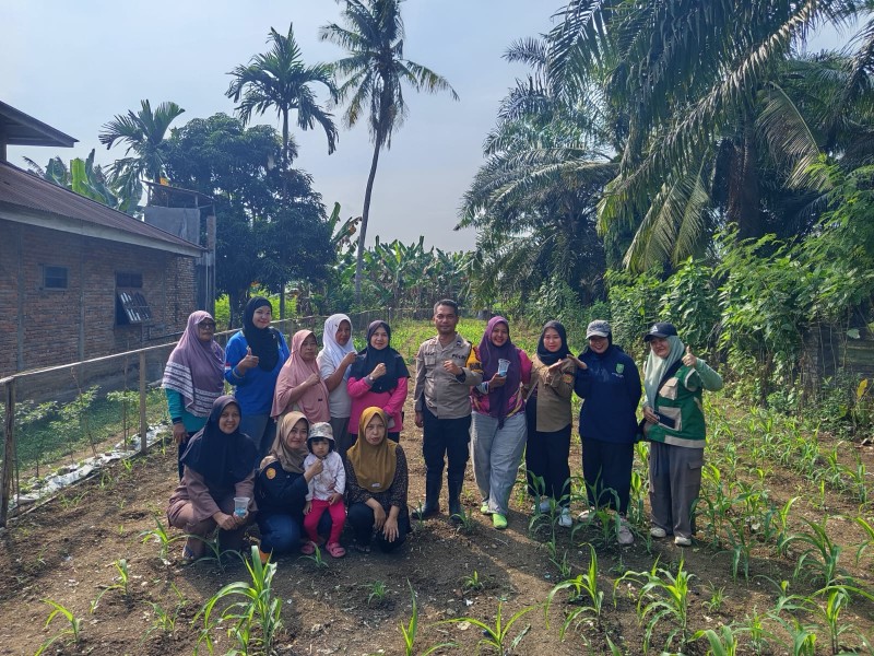 Jagung Pipil di Tanjung Gading Tumbuh Subur, Polsek Pasir Penyu Optimistis Dukung Ketahanan Pangan Nasional 2026