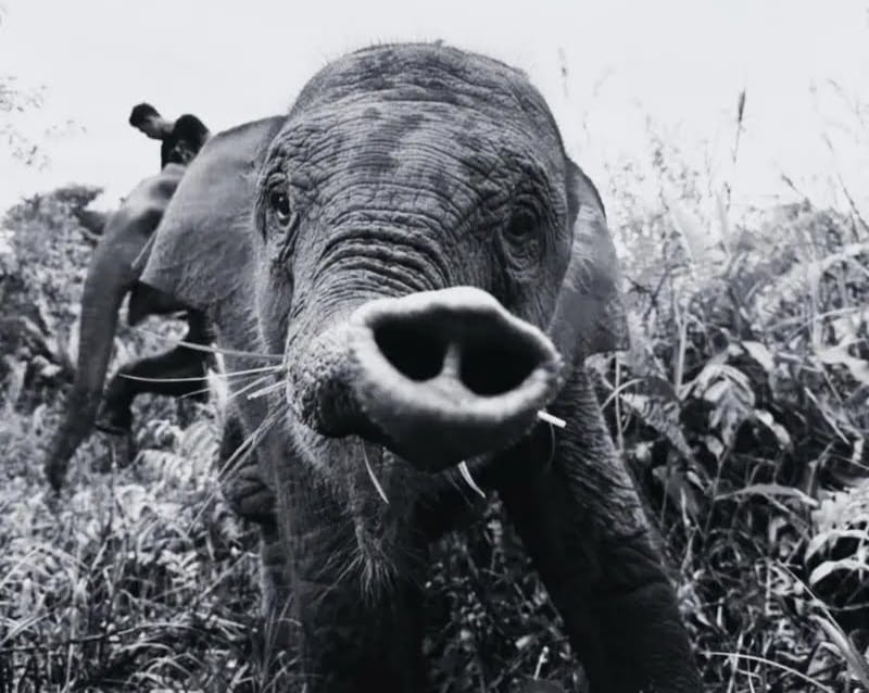 Balai TNTN Umumkan Kematian Gajah Tari Akibat Terinfeksi Virus EEHV