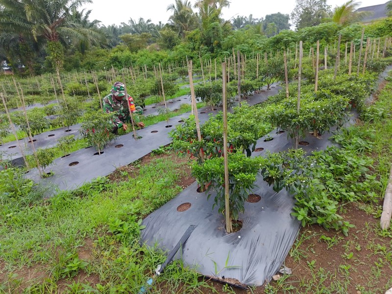 Dukung Ketahanan Pangan, Babinsa Mundam Dampingi Warga Tanam Cabai Merah