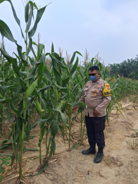 Bhabinkamtibmas Rantau Bertuah Cek Jagung Pipil Usia 68 Hari, Pertumbuhan Capai 2,1 Meter