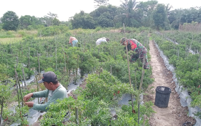 Pada Sektor Pertanian, Babinsa Sertu Sareh Dampingi Warga Panen Cabe