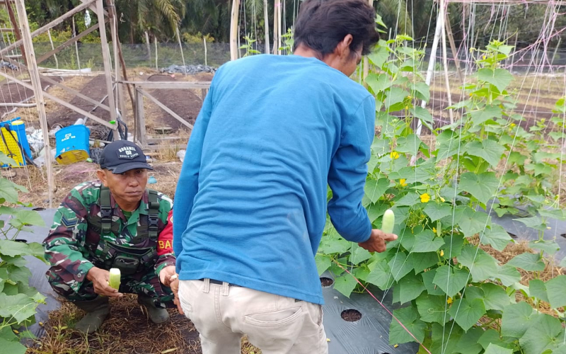 Babinsa Koramil 02 Bukit Kapur Bantu Pengelolaan Lahan Hortikultura Warga