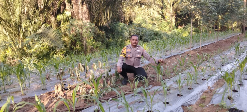 Dukung Ketahanan Pangan Nasional, Polsek Minas Cek Perkembangan Tanaman Jagung Pipil Usia 20 Hari di Minas Timur
