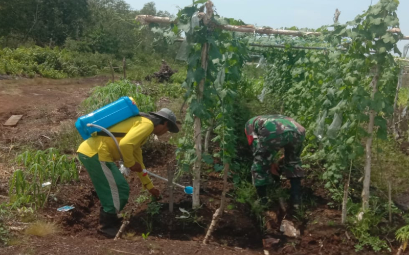 Babinsa Mundam Dampingi Warga Budidaya Gambas dan Pare, Perkuat Ketahanan Pangan Keluarga