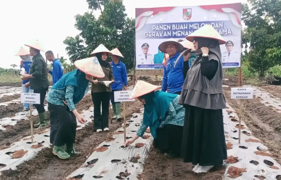 Panen Melon Bersama Petani, Ketua TP PKK Pekanbaru Dorong Warga Manfaatkan Lahan Kosong untuk Ketahanan Pangan