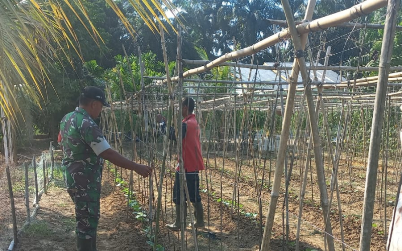 Wujudkan Ketahanan Pangan, Babinsa Koramil 02/BK Terjun Langsung Dampingi Petani
