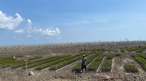 Jaga Pesisir, M4CR Tanam Mangrove 1.683 Hektare di Inhil