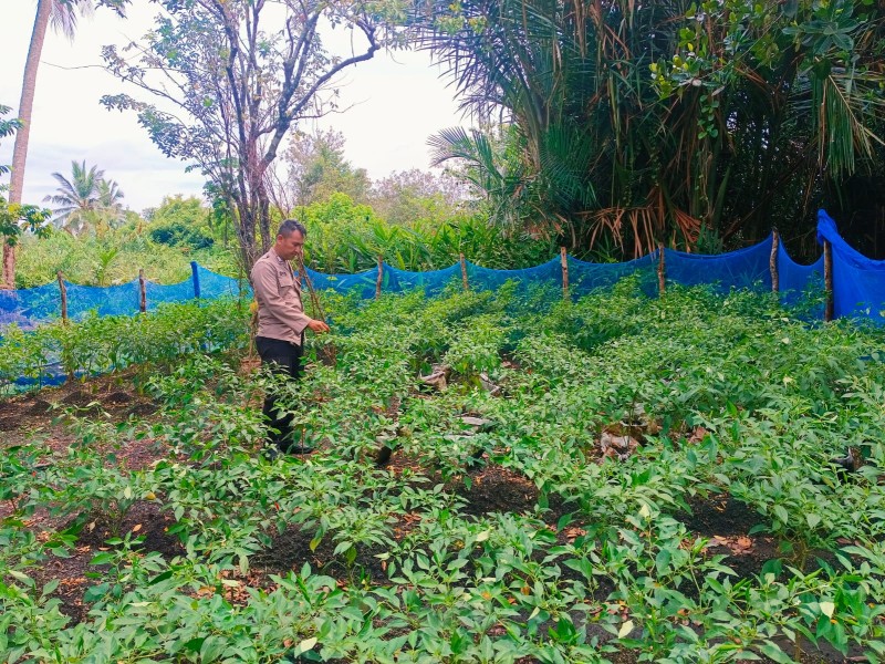 MELAKUKAN PEMBINAAN TANAMAN CABE CAKRA, POLSEK TEBING TINGGI BARAT WUJUDKAN KETAHANAN PANGAN