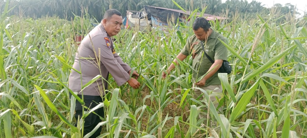 Polri Kawal Jagung Bundes Mandiri untuk Ketahanan Pangan Sekijang