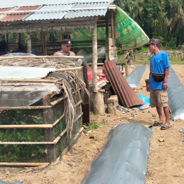 Bhabinkamtibmas Polsek Pasir Penyu Dorong Warga Manfaatkan Pekarangan untuk Budidaya Cabai Demi Ketahanan Pangan