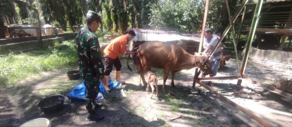 Babinsa Serka Alexander S Pastikan Ternak Sapi di Pinang Sebatang Timur Bebas PMK