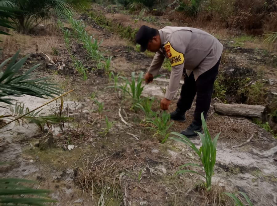 Bhabinkamtibmas Kampung Mandiangin Pantau Perkembangan Jagung Pipil Program Ketahanan Pangan di Kecamatan Minas