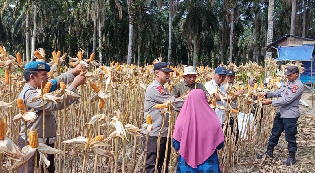 Kapolsek Bunut Pimpin Panen Raya Jagung, Dorong Swasembada Pangan 2026 di Pelalawan