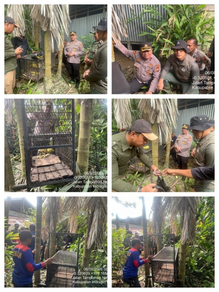 BBKSDA Riau Perkuat Sinergi Tangani Teror Monyet di Tembilahan, Keselamatan Warga Jadi Prioritas