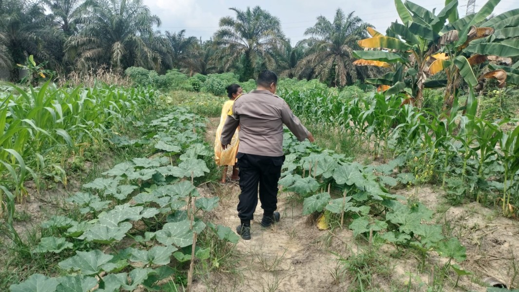 Lebih dari Sekadar Mengamankan, Personel Polres Inhu Gencar Dorong Ketahanan Pangan Lewat Pemanfaatan Lahan Pekarangan
