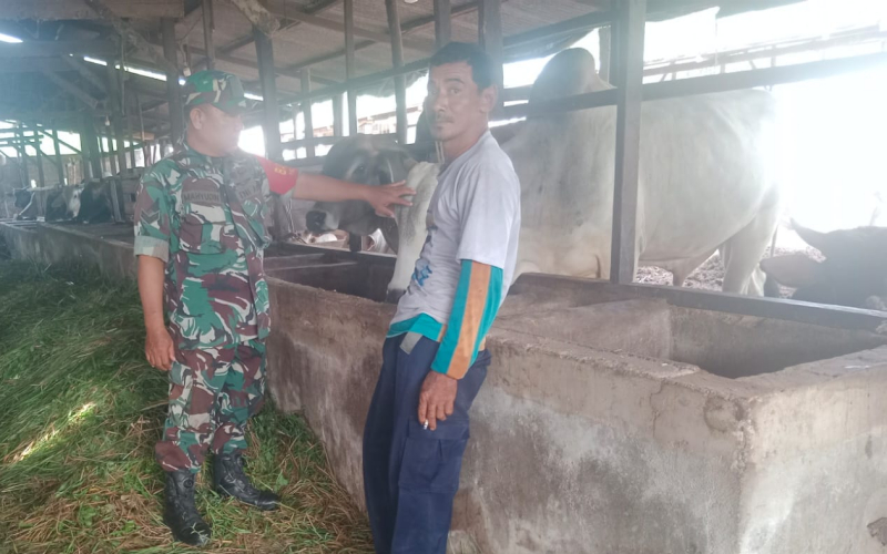 Babinsa Purnama Pastikan para Peternak Dapat Edukasi yang Benar Soal PMK