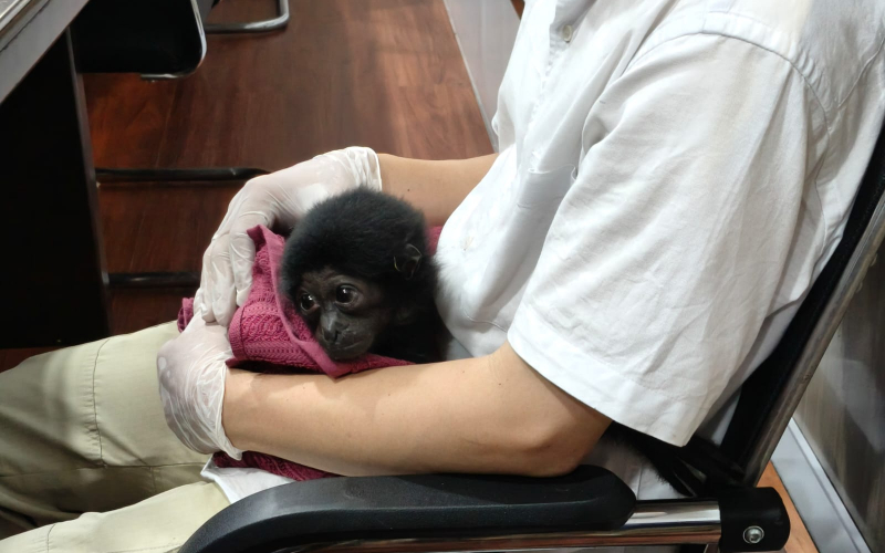 Polisi Bongkar Jual Beli Satwa Dilindungi di Riau, Owa Dijual Rp 10 Juta