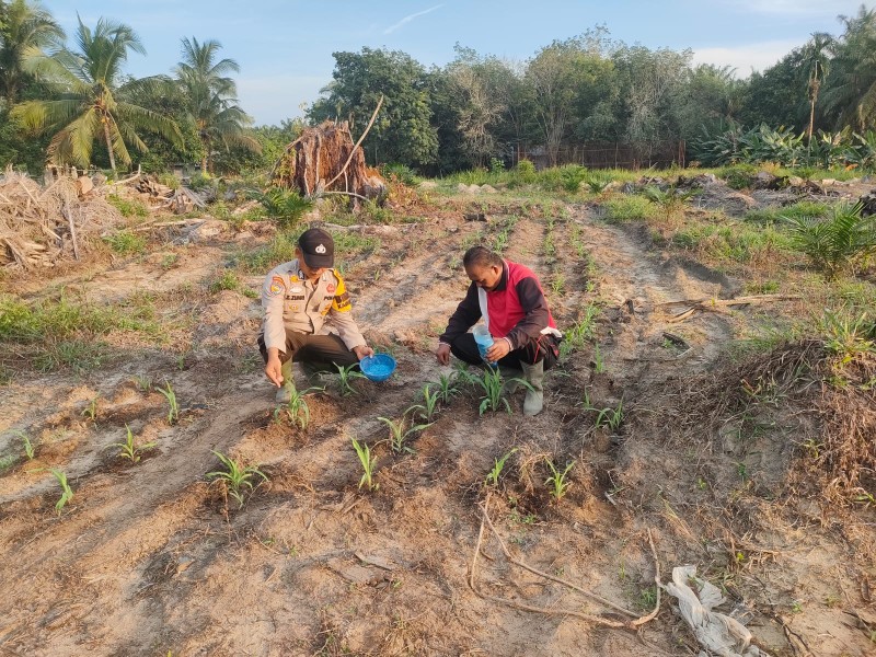 Polsek Ukui  Tabur Pupuk NPK 16-16-16, Jagung Pipil di Lahan TKD untuk ketahanan Pangan