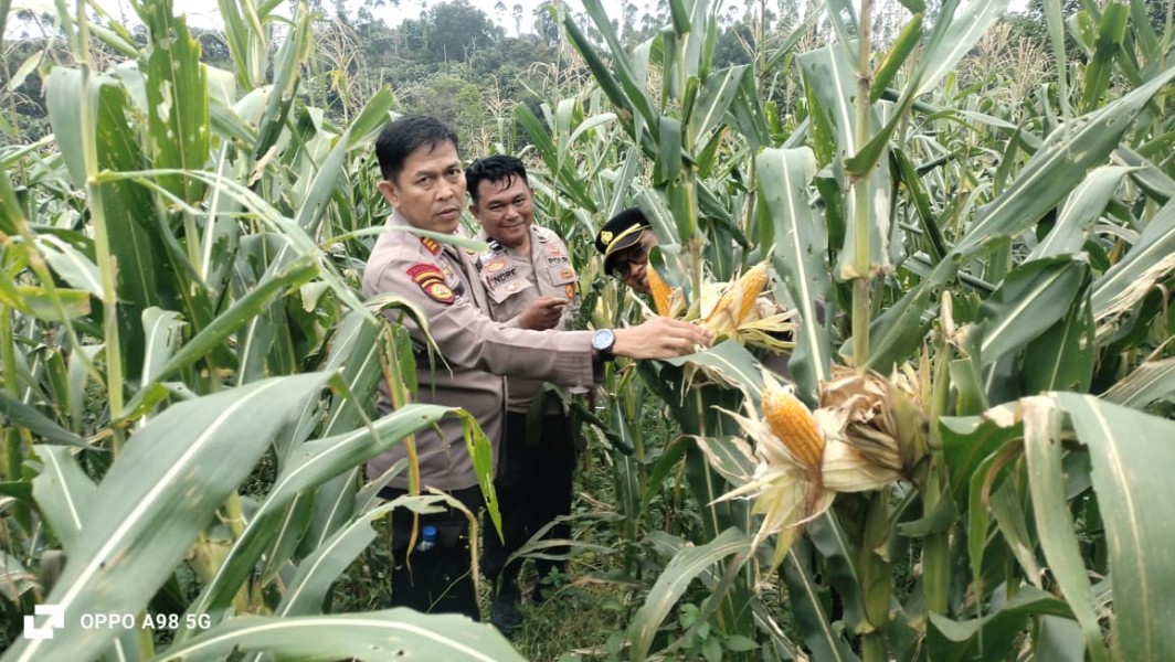 Polsek Minas Cek Perkembangan Jagung Pipil Program Ketahanan Pangan di Rantau Bertuah