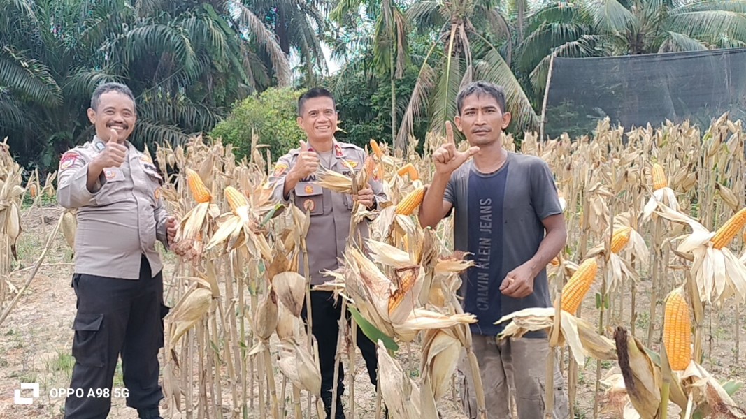 Tinjau Jagung Pipil Pra Panen di Kebun Polsek Minas, Kompol Syahrizal: Bukti Komitmen Dukung Ketahanan Pangan Nasional