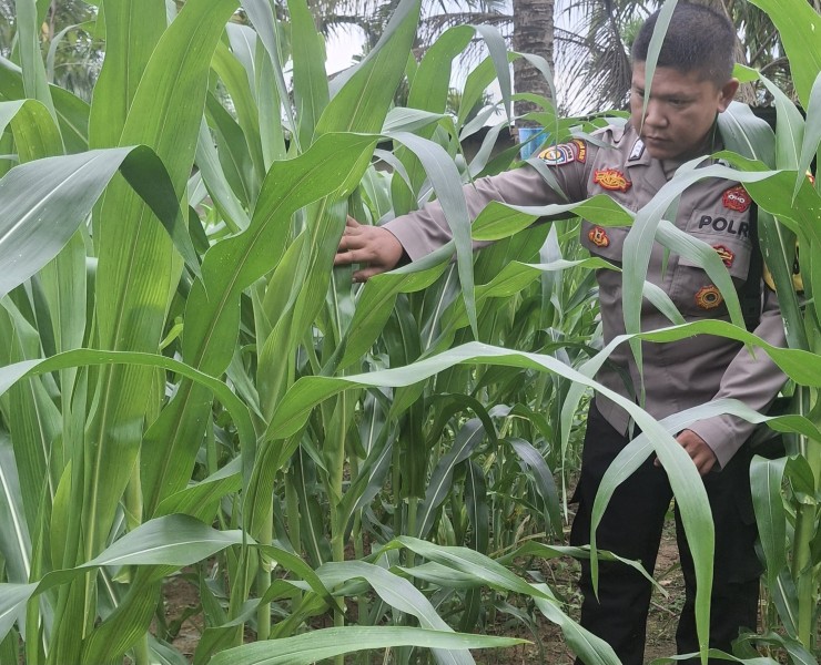 Jagung Tumbuh Optimal, Polsek Minas Lakukan Pengecekan Rutin Program Ketahanan Pangan Nasional