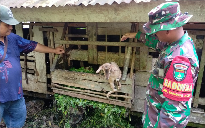 Babinsa Bangsal Aceh Lakukan Pengecekan dan Sosialisasi PMK pada Ternak Warga