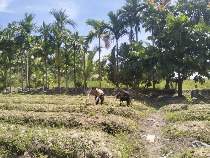 Jadi Sahabat Petani, Bhabinkamtibmas Polsek Tempuling AIPDA HENDRA TUA P. SITUMORANG Turun Langsung ke Ladang Cek Tanaman Kacang Hijau.
