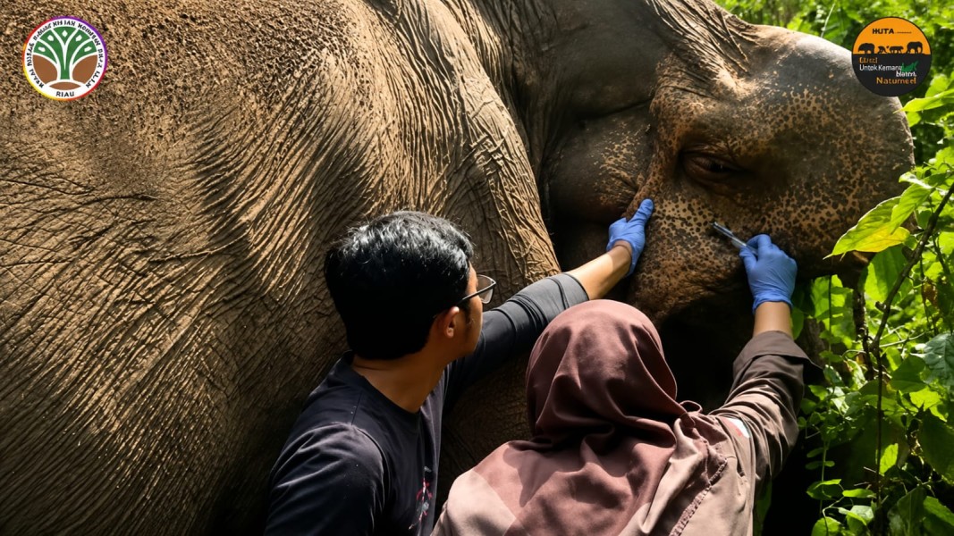 Sinergi PT RAPP–BBKSDA Riau Jaga Gajah Sumatra, Pemeriksaan Medis Tunjukkan Perkembangan Positif