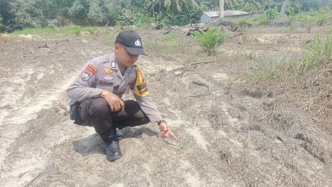 Polsek Ukui Cek Jagung 4 Hektar di Kampung Baru, Kawal Ketahanan Pangan Asta Cita
