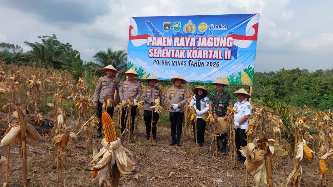 Panen Raya Jagung di Minas Perkuat Ketahanan Pangan, Polres Siak dan Warga Tunjukkan Sinergi Nyata