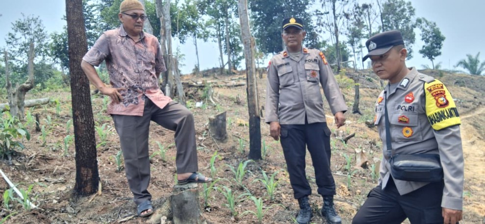 Polsek Minas Cek Perkembangan Jagung Program Ketahanan Pangan Nasional di Minas Jaya, Tanaman Tumbuh Subur
