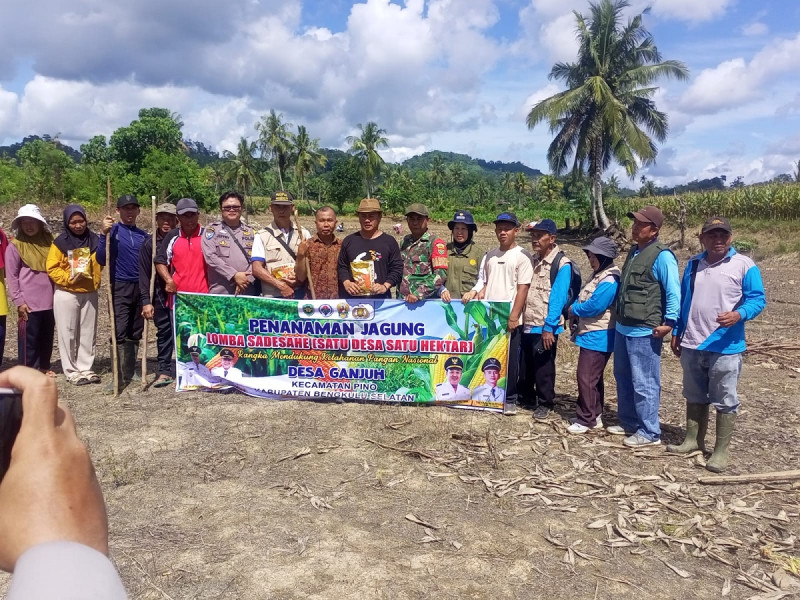 Polsek Pino dan Warga Desa Ganjuh Sukses Tanam Jagung, Dukung Program Ketahanan Pangan 'SadeSahe'