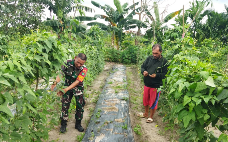 Babinsa Koramil 01 Dumai Tanam Kacang Panjang dan Sosialisasi Cegah Karhutla di Bukit Datuk
