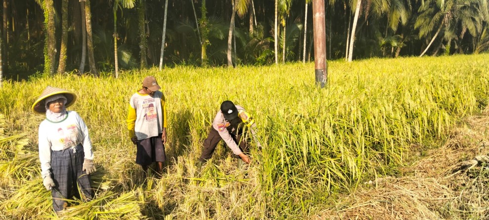 Bhabinkamtibmas Dampingi Panen Padi di Reteh, Dukung Swasembada Pangan Nasional