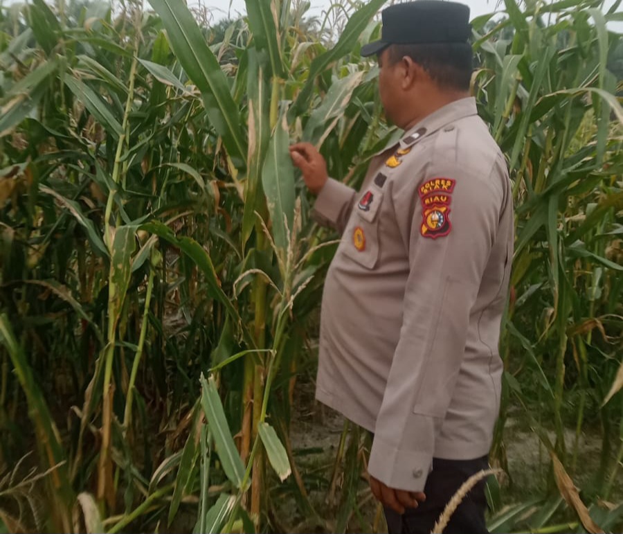 Bhabinkamtibmas Cek Perkembangan Jagung Pipil Program Ketahanan Pangan Nasional di Kampung Mandiangin