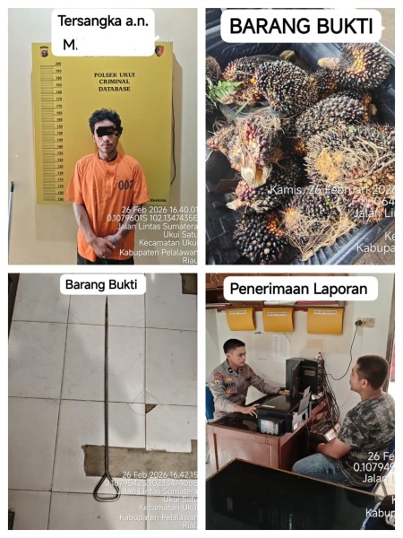 Polsek Ukui Amankan Pencuri Buah Kelapa Sawit Dari Pangkalan Lesung