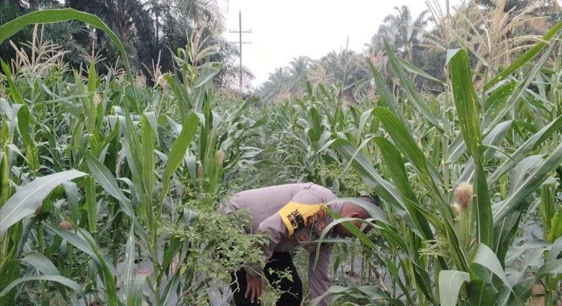 Polsek Minas Pantau Jagung Pipil Usia 67 Hari di Minas Timur, Pertumbuhan Dinilai Baik