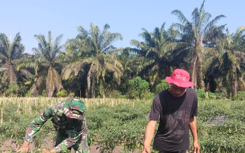 Babinsa Koramil 03 Tinjau Kebun Cabe di Basilam Baru, Dukung Ketahanan Pangan
