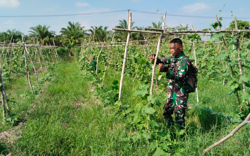 Babinsa Koramil 03/Sungai Sembilan Dampingi Petani Pare, Dukung Swasembada Pangan